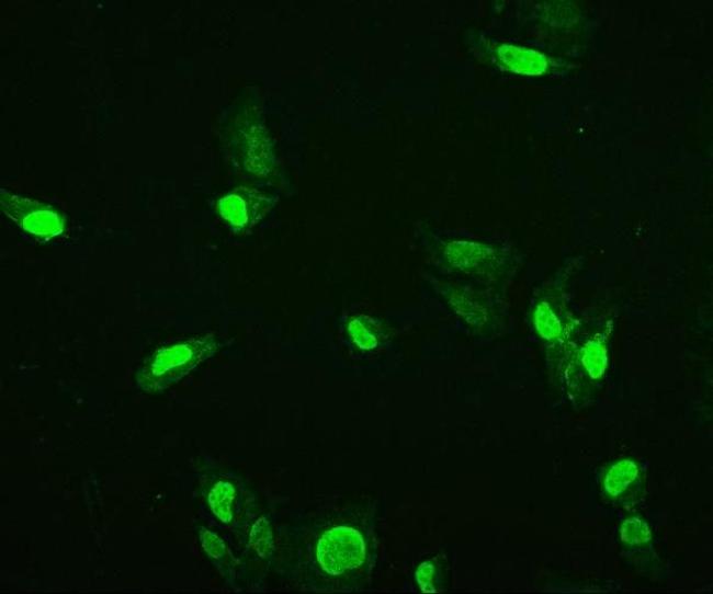 HMG4 Antibody in Immunocytochemistry (ICC/IF)