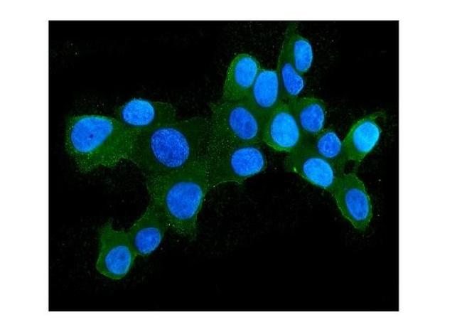 HSPH1 Antibody in Immunocytochemistry (ICC/IF)