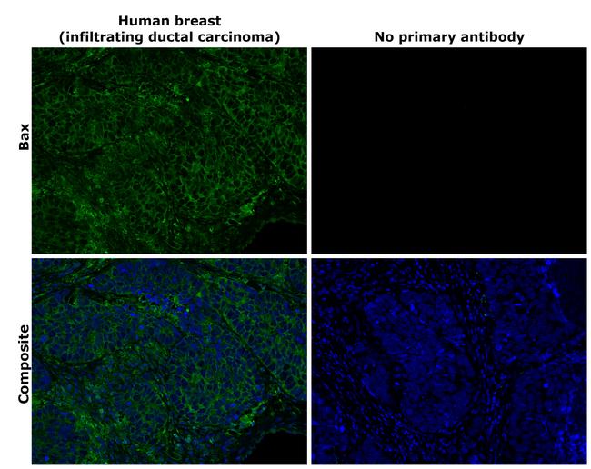 Bax Antibody in Immunohistochemistry (Paraffin) (IHC (P))