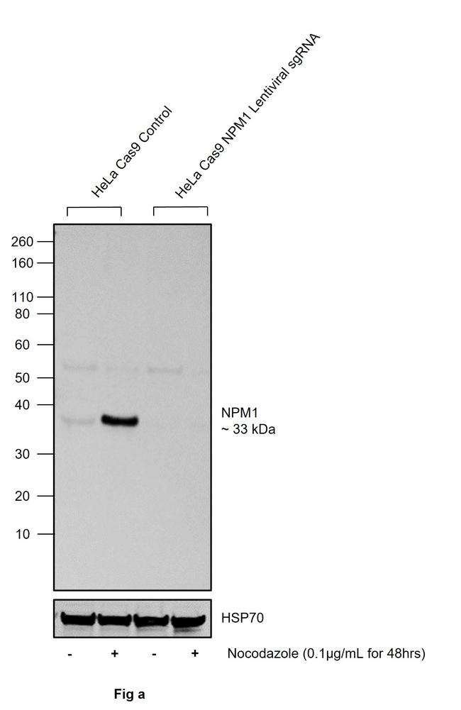 Phospho-NPM1 (Ser4) Antibody in Western Blot (WB)