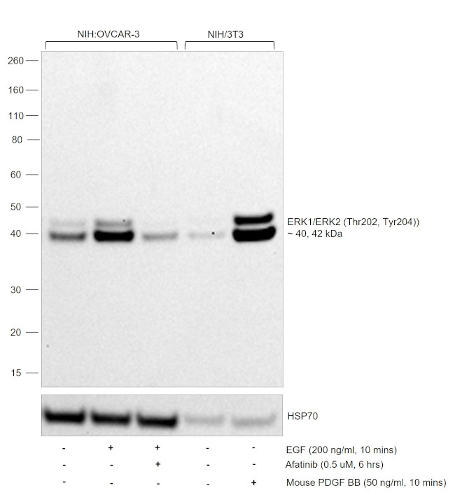 Phospho-ERK1/ERK2 (Thr202, Tyr204) Antibody in Western Blot (WB)