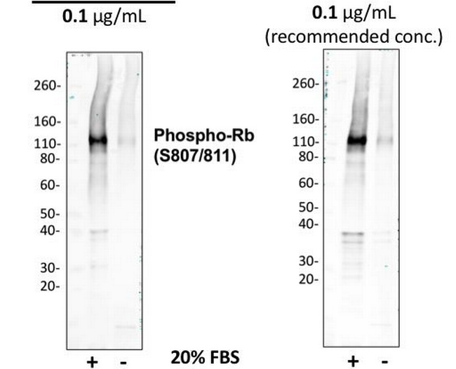 Phospho-Rb (Ser807, Ser811) Antibody in Western Blot (WB)