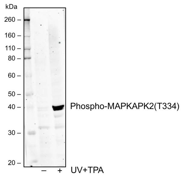 Phospho-MAPKAPK2 (Thr334) Antibody in Western Blot (WB)