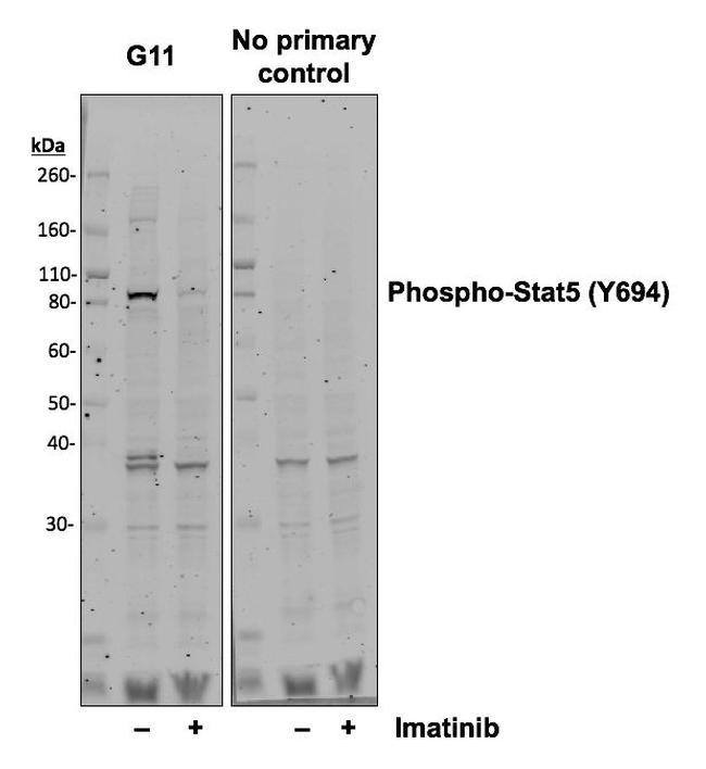 Phospho-Stat5 (Tyr694) Antibody in Western Blot (WB)