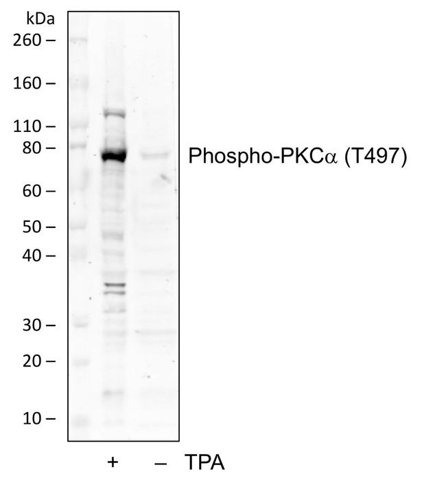 Phospho-PKC alpha (Thr497) Antibody in Western Blot (WB)