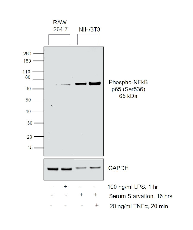 Phospho-NFKB p65 (Ser536) Antibody in Western Blot (WB)