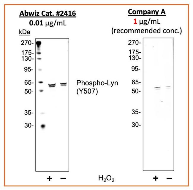 Phospho-Lyn (Tyr507) Antibody in Western Blot (WB)