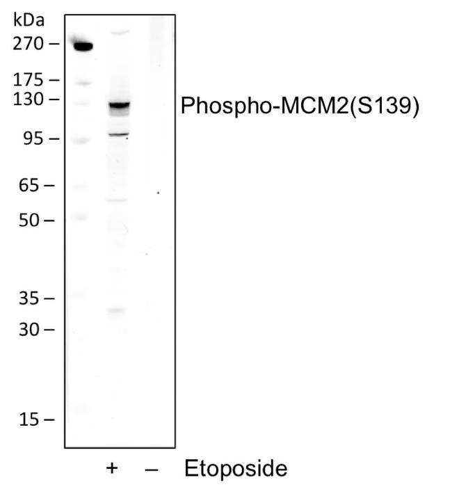 Phospho-MCM2 (Ser139) Antibody in Western Blot (WB)