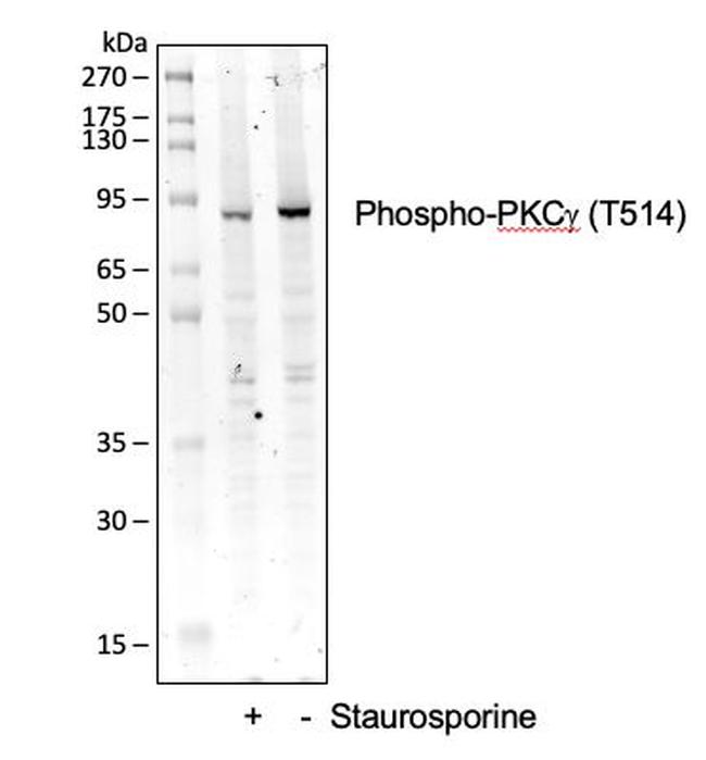 Phospho-PKC gamma (Thr514) Antibody in Western Blot (WB)