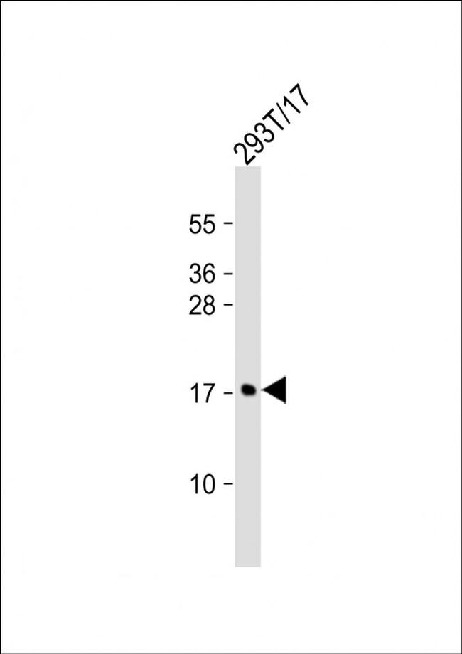 MCFD2 Antibody in Western Blot (WB)