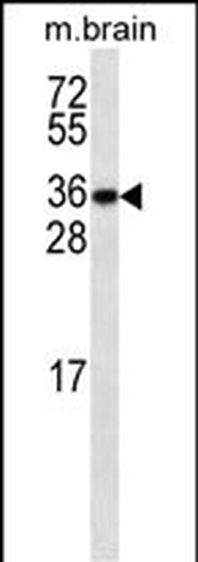 GBL Antibody in Western Blot (WB)