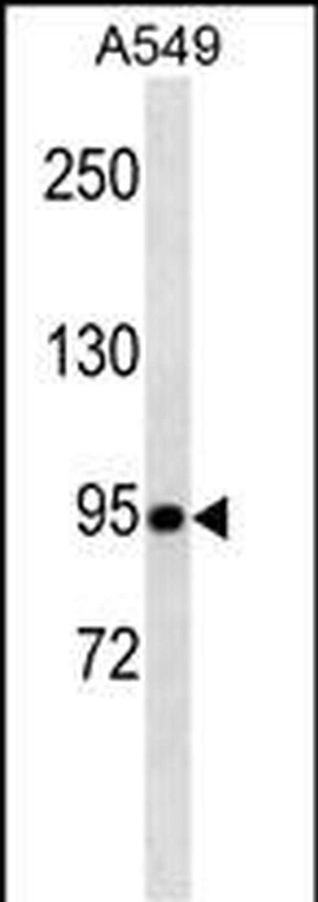 TLE1 Antibody in Western Blot (WB)