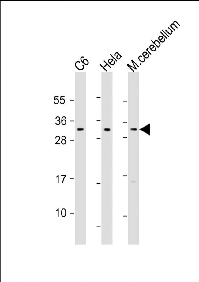 PLP1 Antibody in Western Blot (WB)