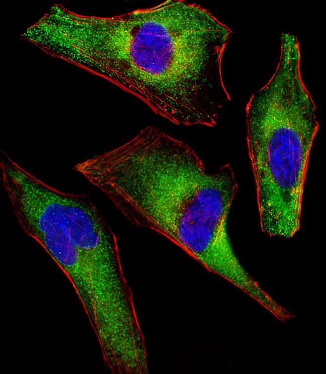 ATG4A Antibody in Immunocytochemistry (ICC/IF)