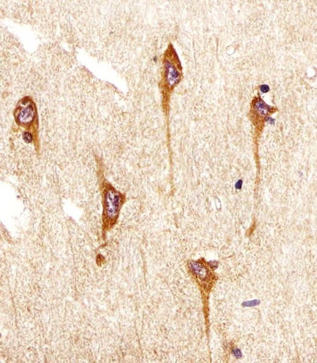 TrkB Antibody in Immunohistochemistry (Paraffin) (IHC (P))