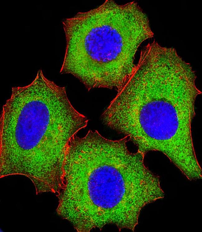 eIF4E Antibody in Immunocytochemistry (ICC/IF)