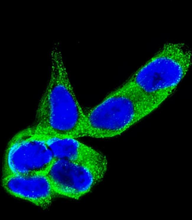 CRMP5 Antibody in Immunocytochemistry (ICC/IF)