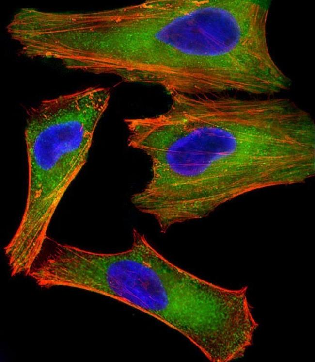 XIAP Antibody in Immunocytochemistry (ICC/IF)