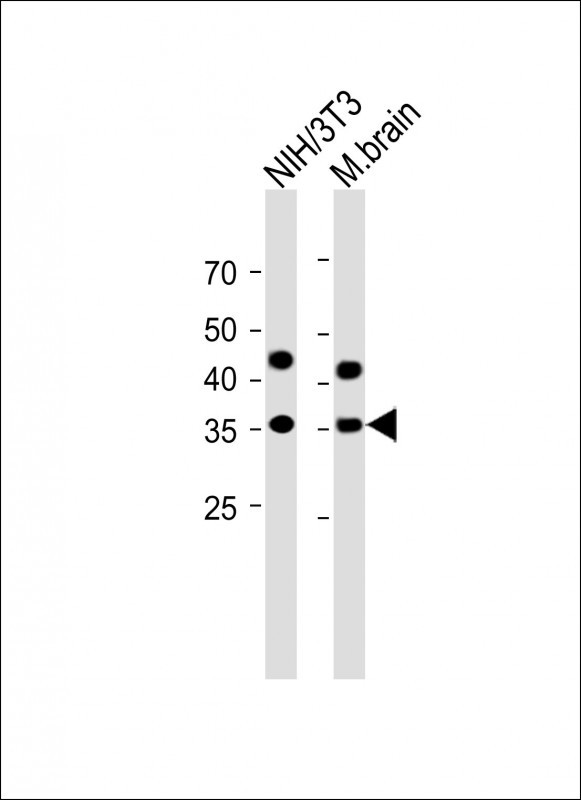 GAPDH Antibody in Western Blot (WB)