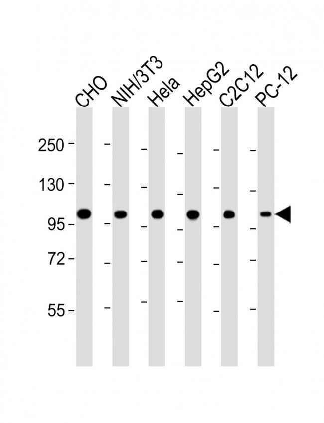 MCM3 Antibody in Western Blot (WB)