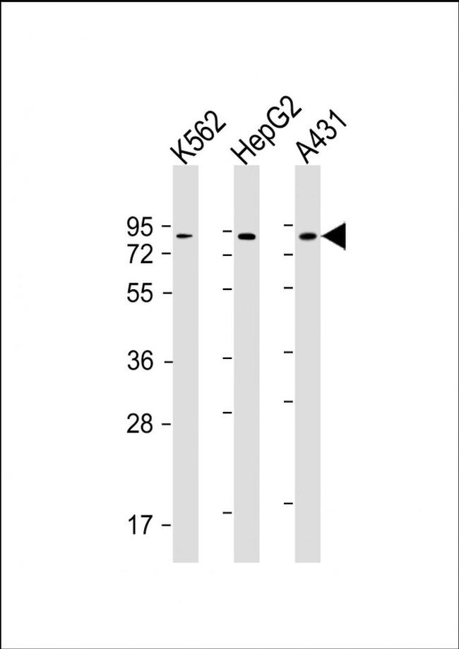 GOLGA5 Antibody in Western Blot (WB)