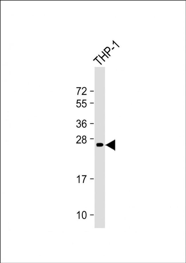 NeuroG3 Antibody in Western Blot (WB)