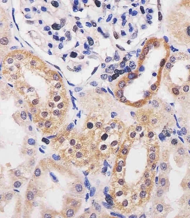 Adenosine Kinase Antibody in Immunohistochemistry (Paraffin) (IHC (P))