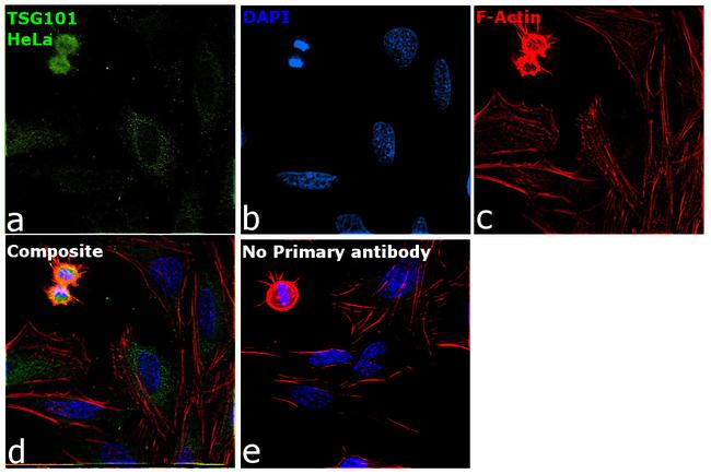 TSG101 Antibody in Immunocytochemistry (ICC/IF)