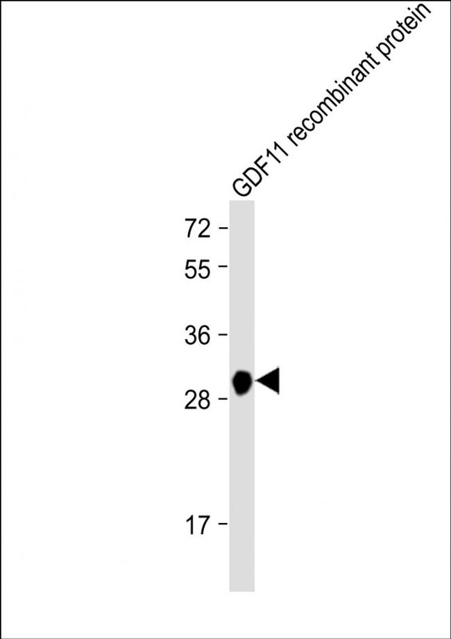 GDF11 Antibody in Western Blot (WB)