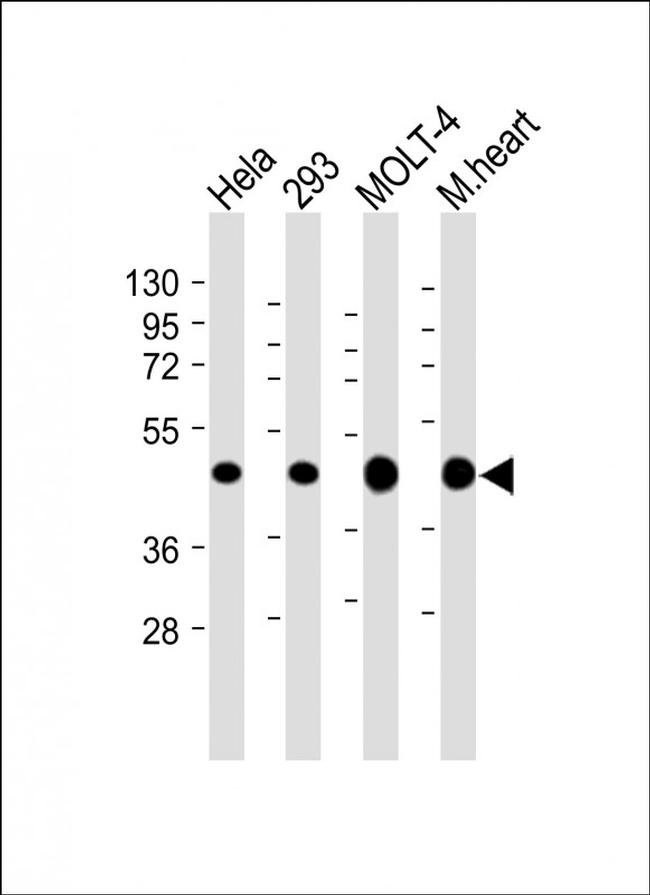 MTHFD2 Antibody in Western Blot (WB)