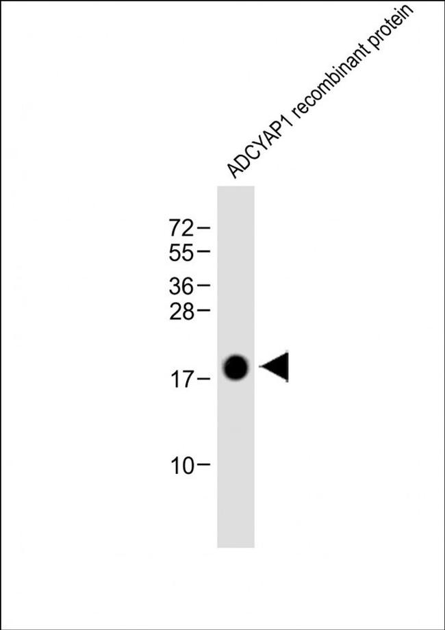 PACAP Antibody in Western Blot (WB)