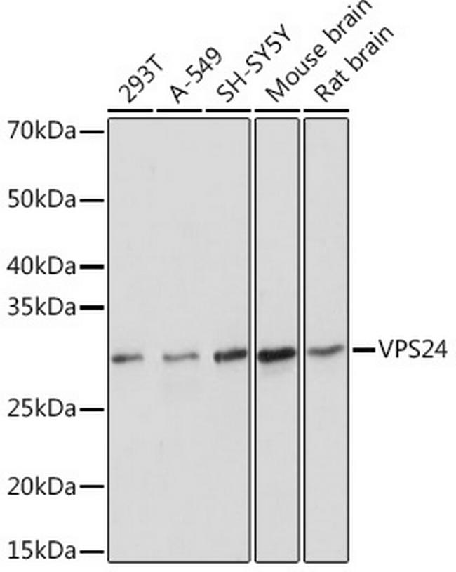 CHMP3 Antibody in Western Blot (WB)