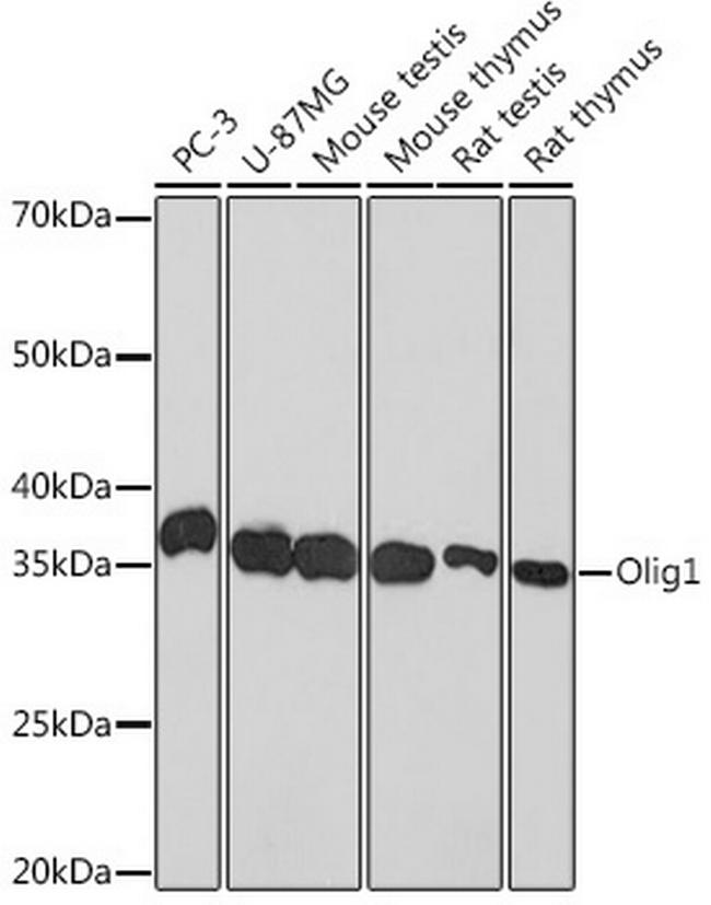 OLIG1 Antibody in Western Blot (WB)