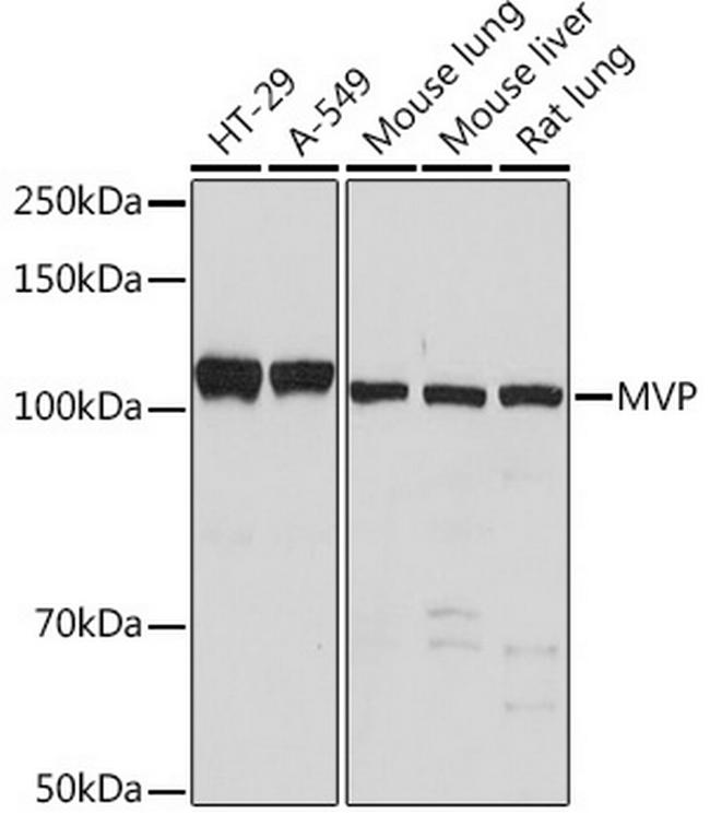 MVP Antibody in Western Blot (WB)