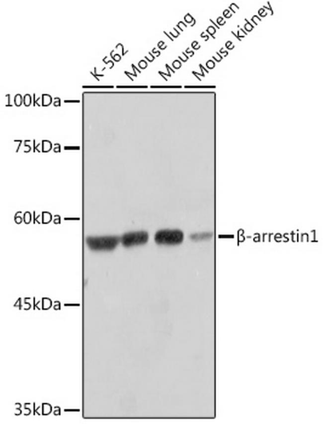 beta Arrestin 1 Antibody in Western Blot (WB)