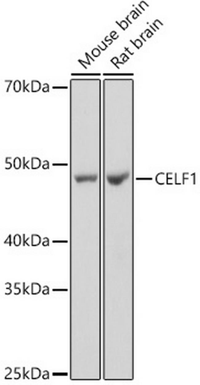 CUGBP1 Antibody in Western Blot (WB)