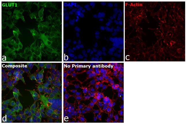 GLUT1 Antibody in Immunocytochemistry (ICC/IF)