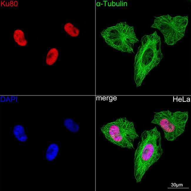 Ku80 Antibody in Immunocytochemistry (ICC/IF)