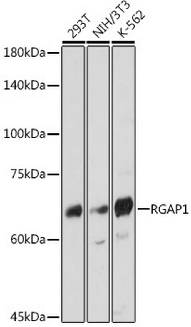 RACGAP1 Antibody in Western Blot (WB)