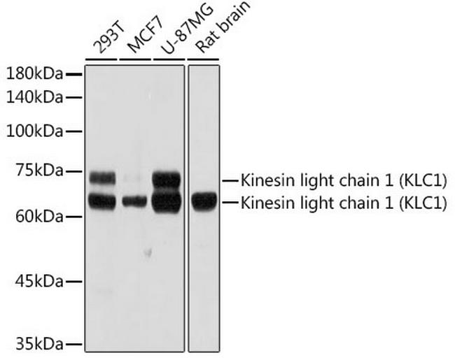 KLC1 Antibody in Western Blot (WB)