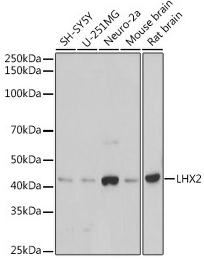 LHX2 Antibody in Western Blot (WB)