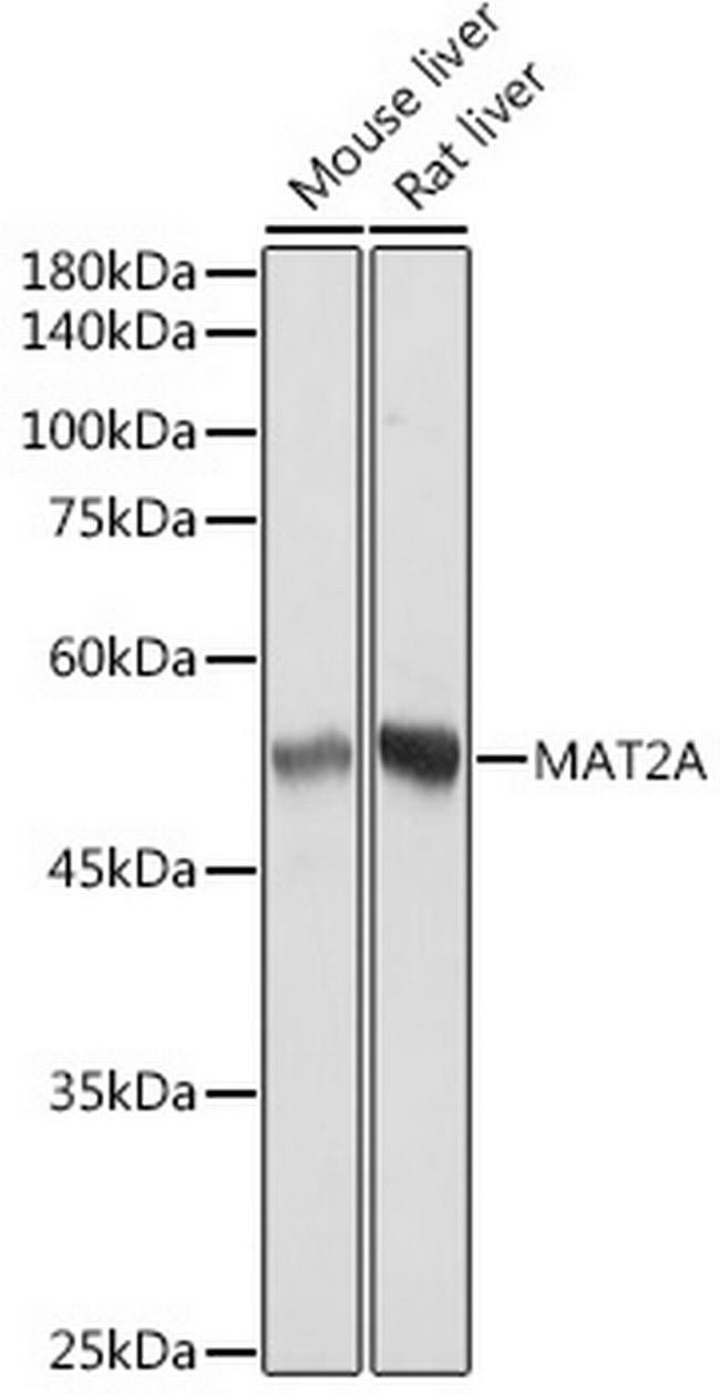 MAT2A Antibody in Western Blot (WB)