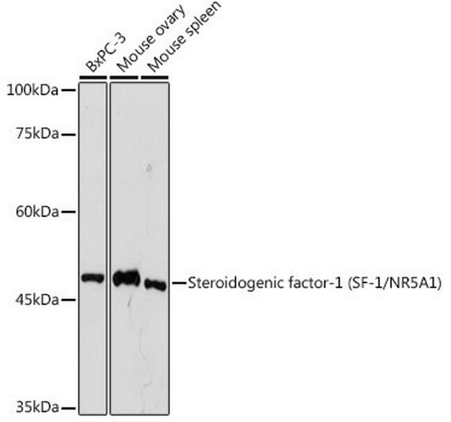 NR5A1 Antibody in Western Blot (WB)