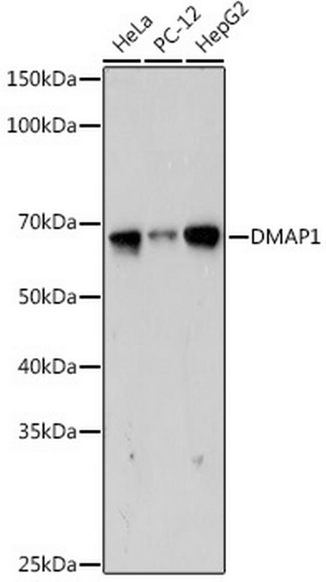 DMAP1 Antibody in Western Blot (WB)