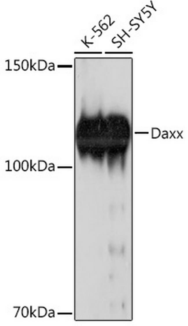 DAXX Antibody in Western Blot (WB)