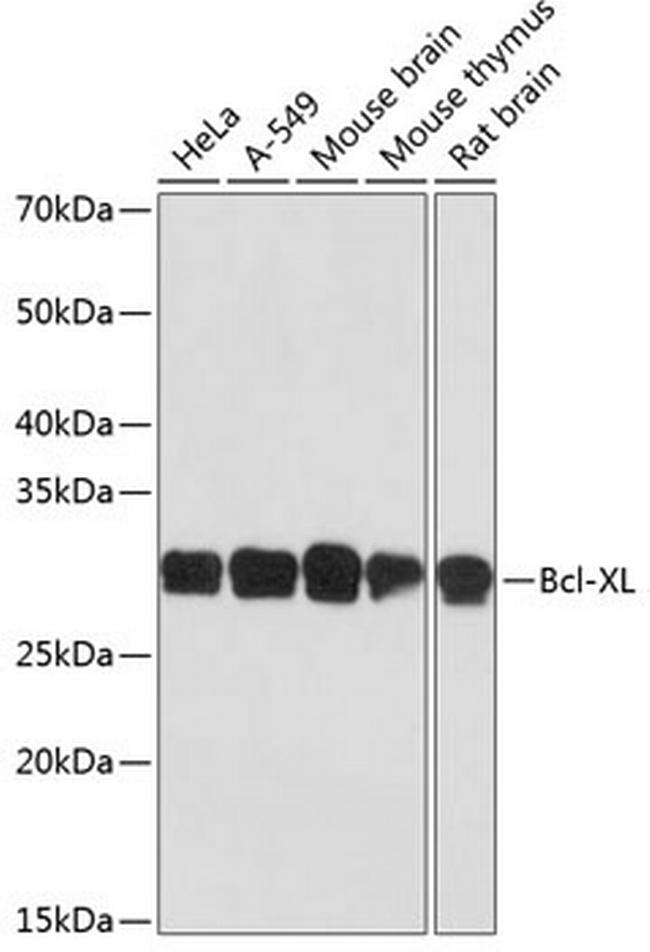 Bcl-xL Antibody in Western Blot (WB)