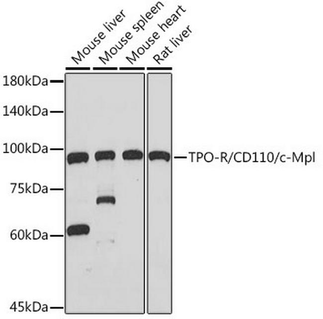 c-Mpl Antibody in Western Blot (WB)