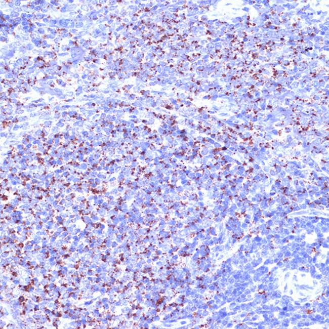 TC10 Antibody in Immunohistochemistry (Paraffin) (IHC (P))