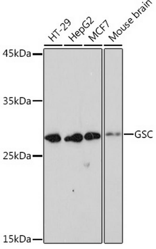 GSC Antibody in Western Blot (WB)