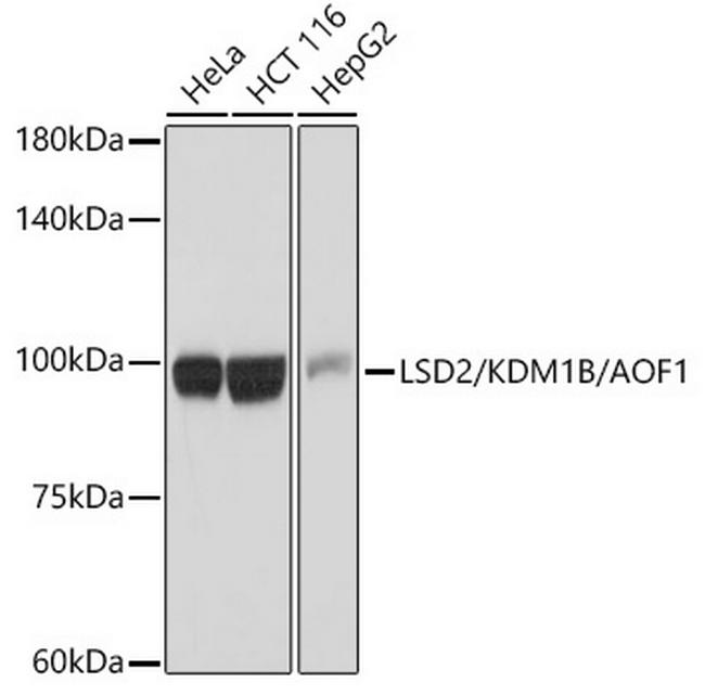 KDM1B Antibody in Western Blot (WB)